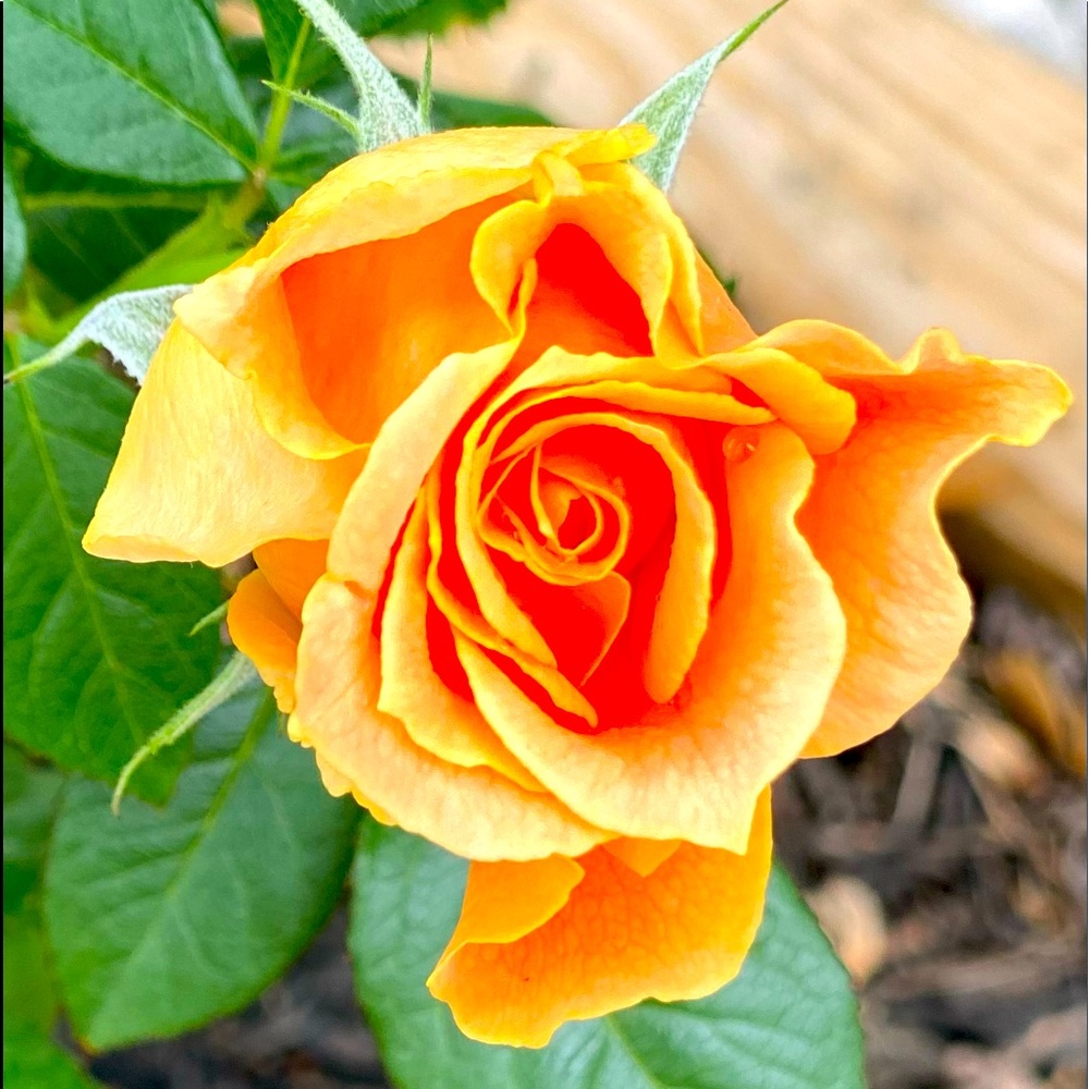 Meet your Posher, Pam